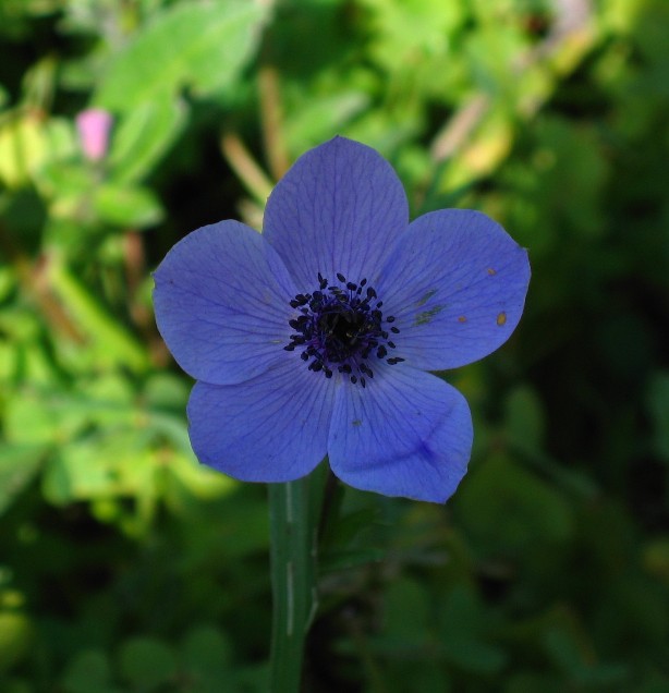 Anemone coronaria /  Anemone dei fiorai