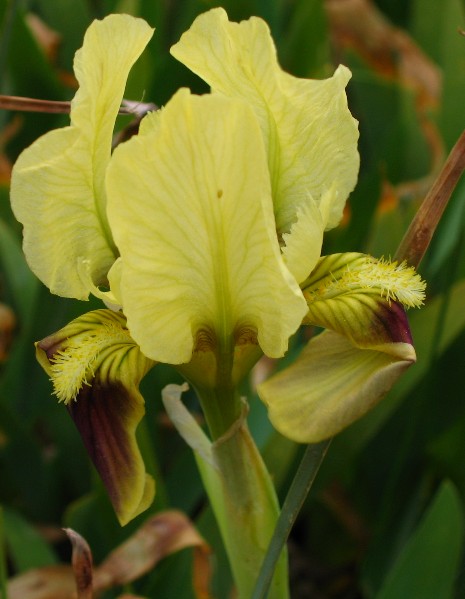 Iris pseudopumila / Giaggiolo siciliano