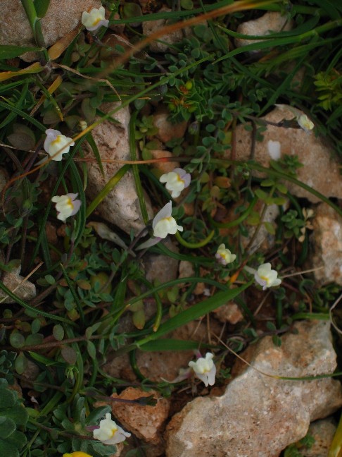 Linaria pseudolaxiflora / Linaiola maltese