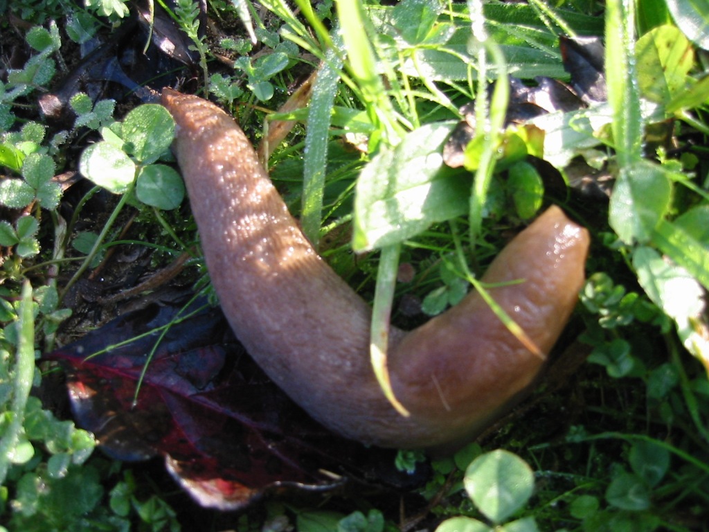 Limax della provincia di Pisa