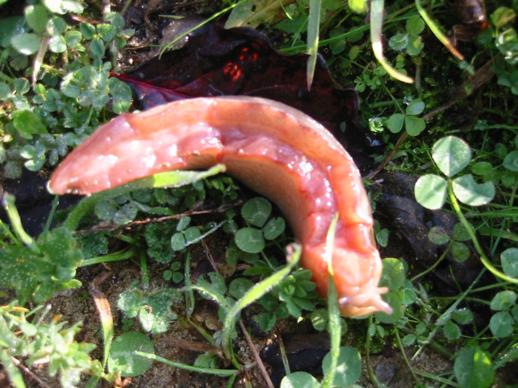 Limax della provincia di Pisa
