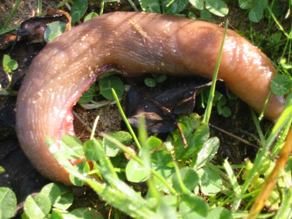 Limax della provincia di Pisa