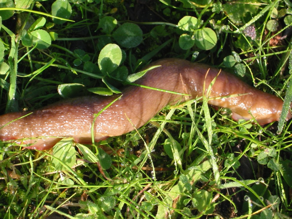 Limax della provincia di Pisa