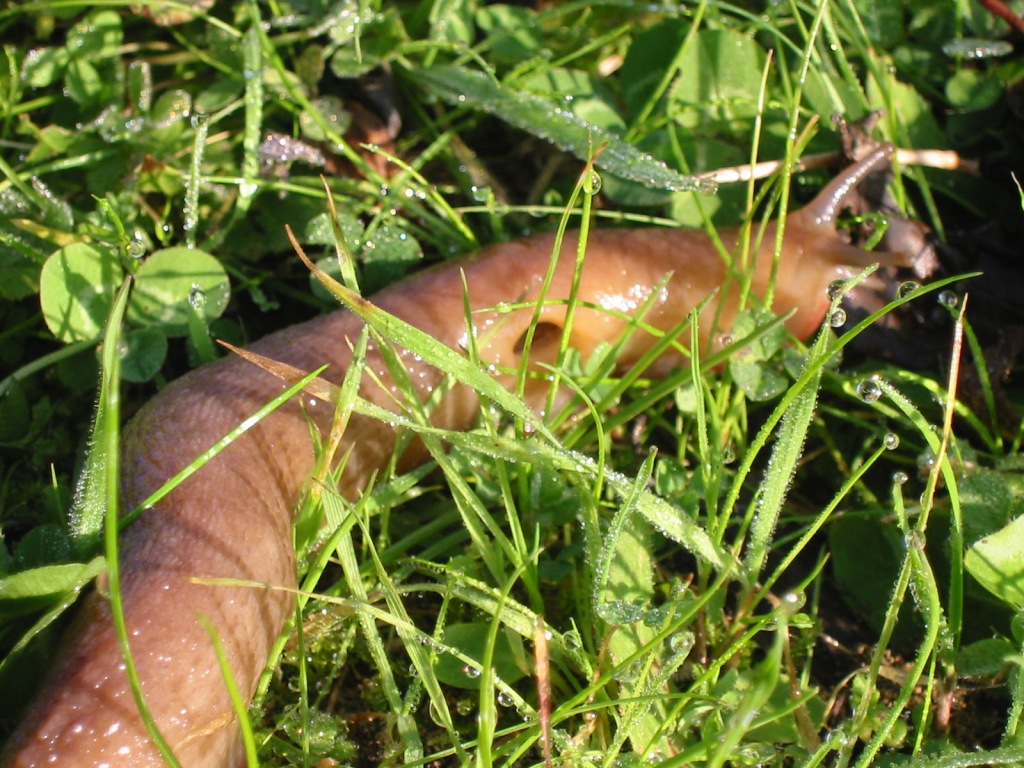 Limax della provincia di Pisa