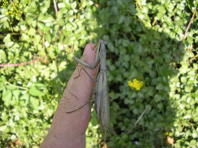 Mantis religiosa