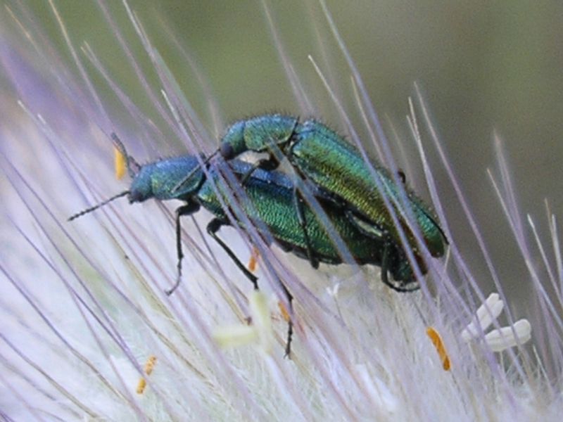 Coleotteri in copula - Su spiga e non dietro le sbarre