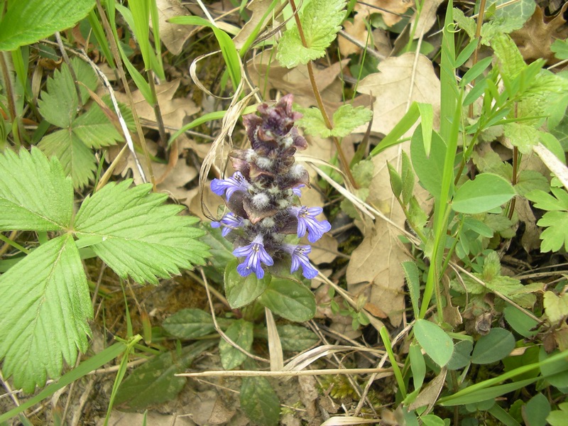 Ajuga reptans / Iva comune, Erba di S.Lorenzo