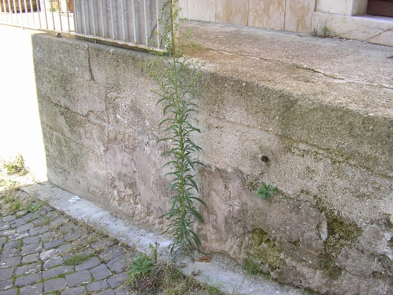 Erigeron sumatrensis / Saeppola di Naudin