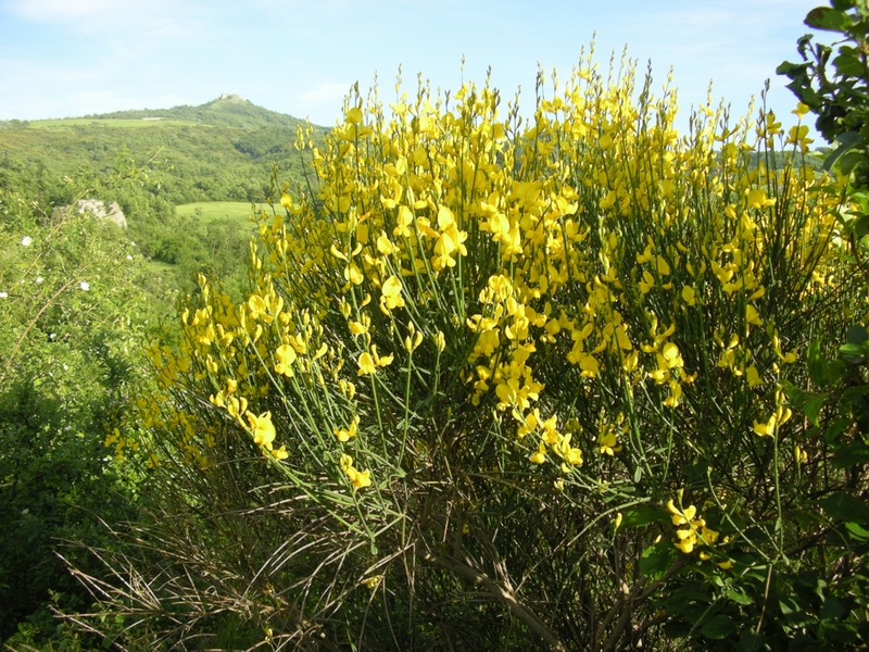 Spartium junceum / Ginestra comune