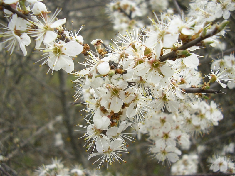 Prunus spinosa / Pruno selvatico