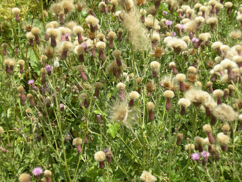 Cirsium arvense & Centaurea gialla