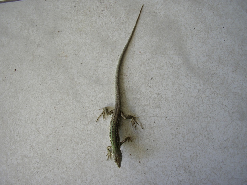 Podarcis siculus