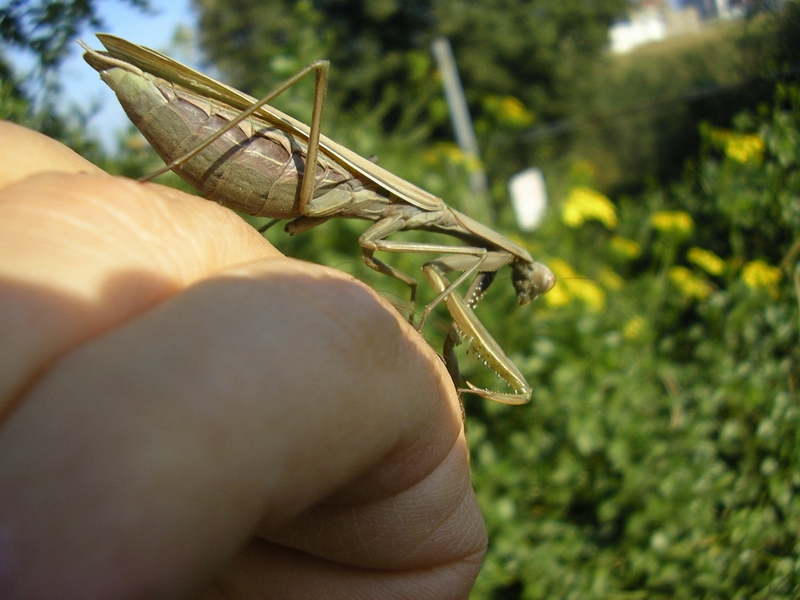 Mantis religiosa