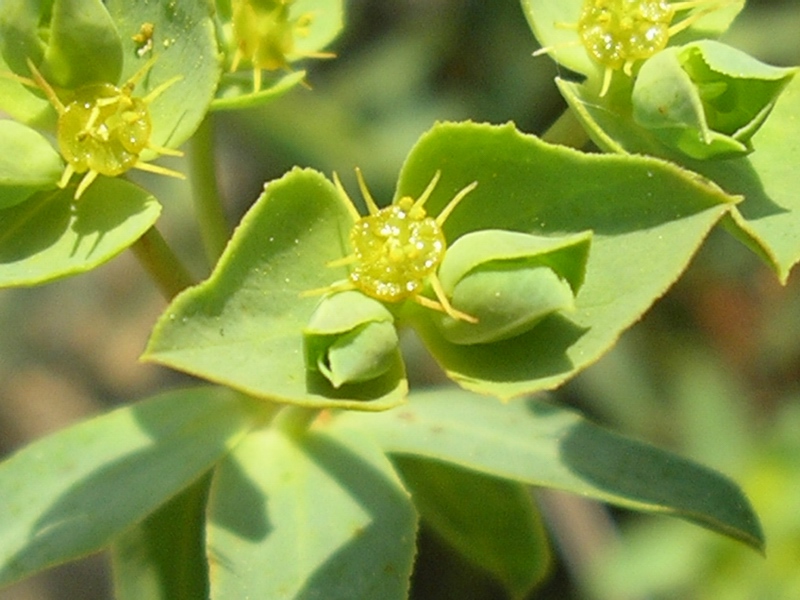 Euphorbia terracina