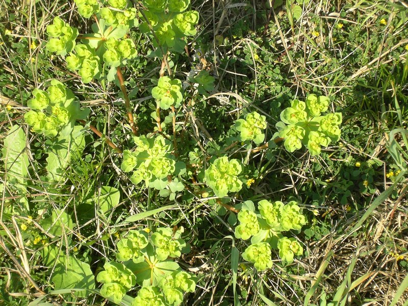 Euphorbia helioscopia / Euforbia calenzuola