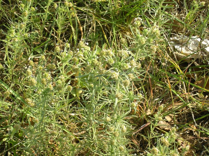 Plantago afra
