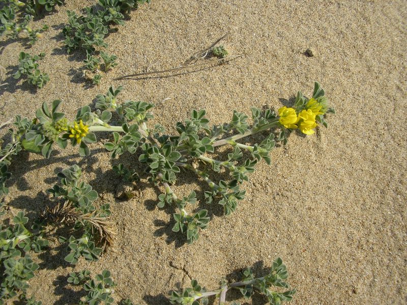 Medicago marina / Erba medica marina