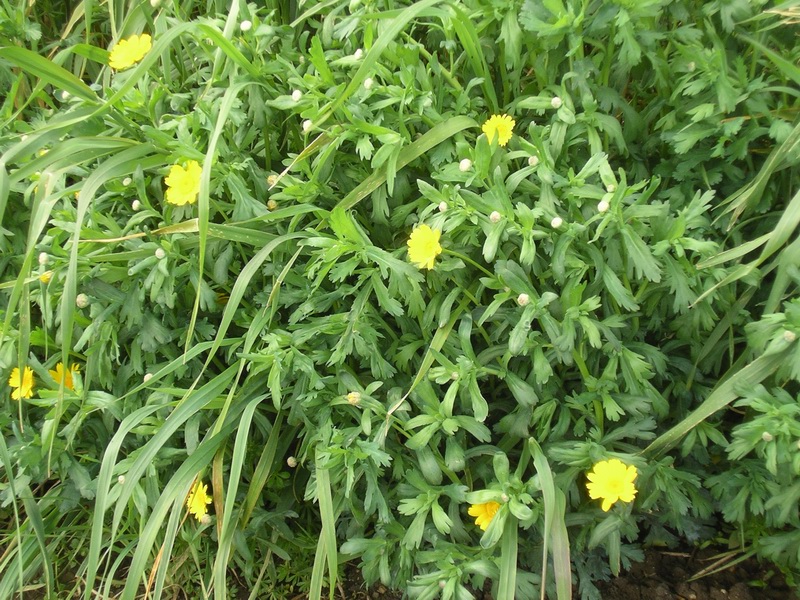 Glebionis segetum / Crisantemo campestre