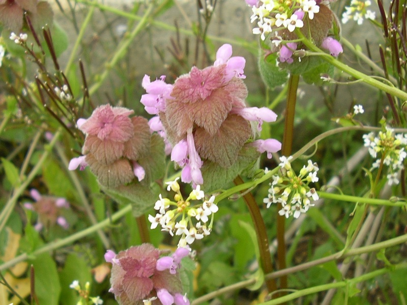 Lamium purpureum / Falsa ortica purpurea