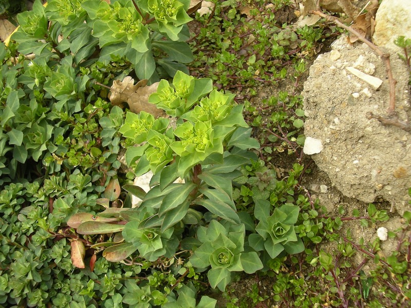 Euphorbia helioscopia