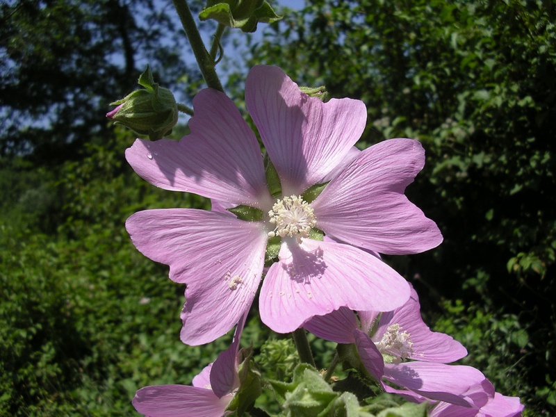 Malva thuringiaca