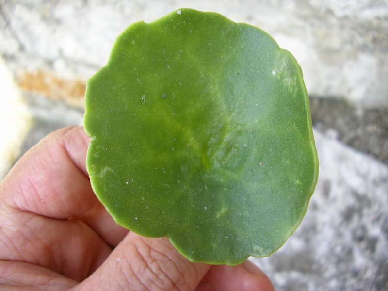 Pianta che vive sui muri da identificare (Umbilicus sp.)