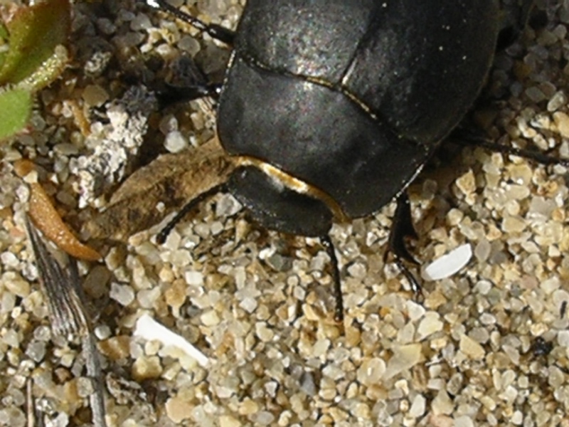 Erodius sp.