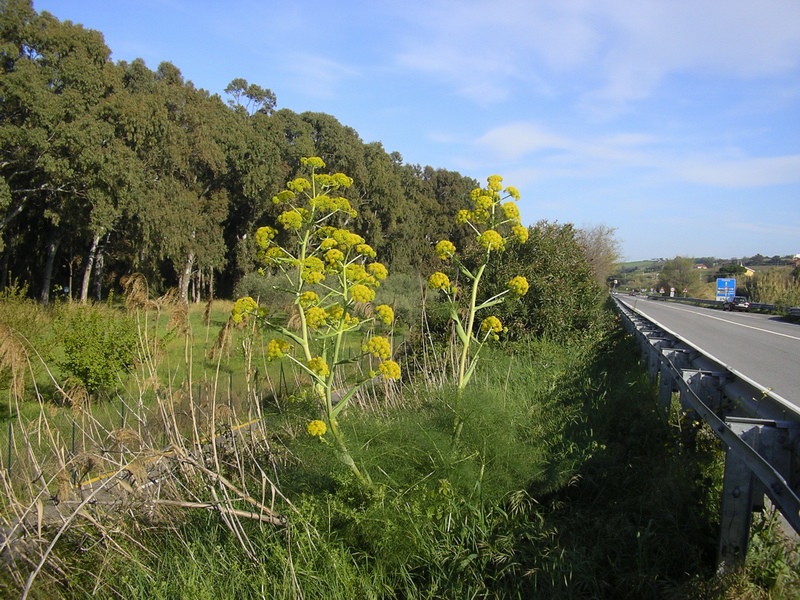 Ferula communis / Ferula comune
