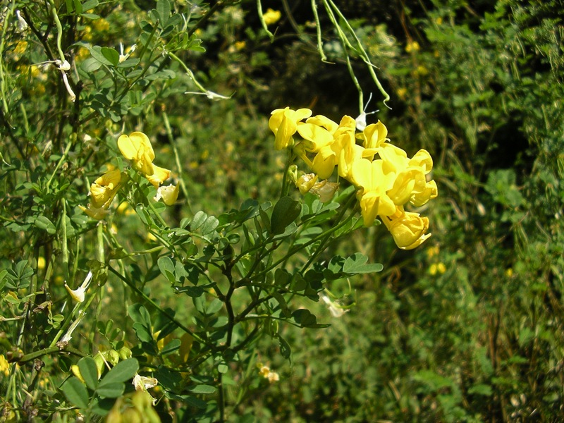 Coronilla emerus