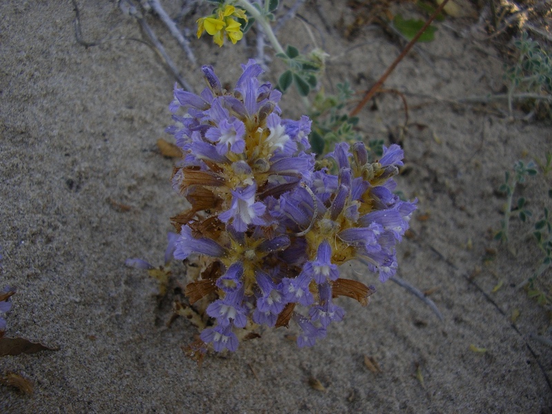 Orobanche ramosa  / Succiamiele ramoso