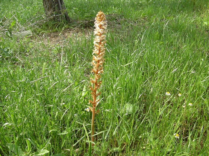 Orobanche crenata / Succiamele delle fave