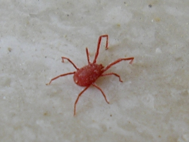 Acaro Balaustium sp.