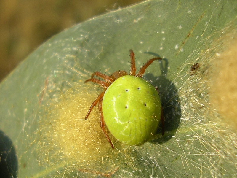Araniella sp.