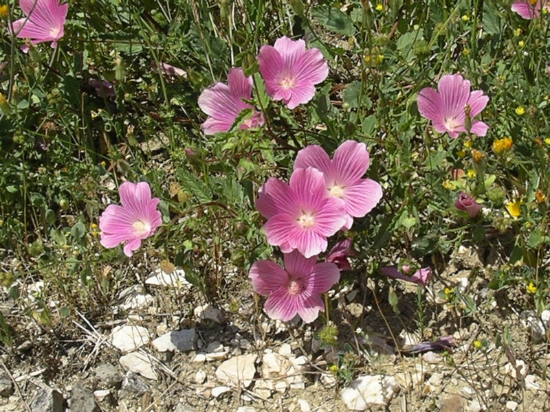 Malope malacoides / Malobe