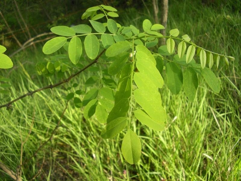 Robinia pseudoacacia / Robinia