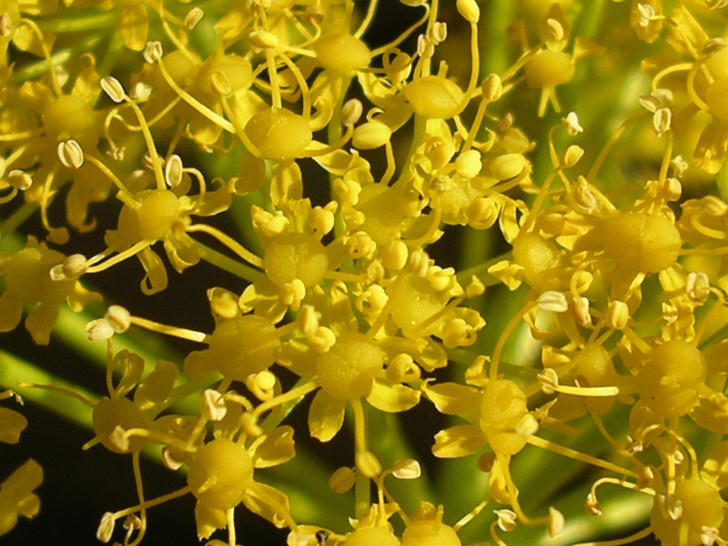 Ferula communis / Ferula comune