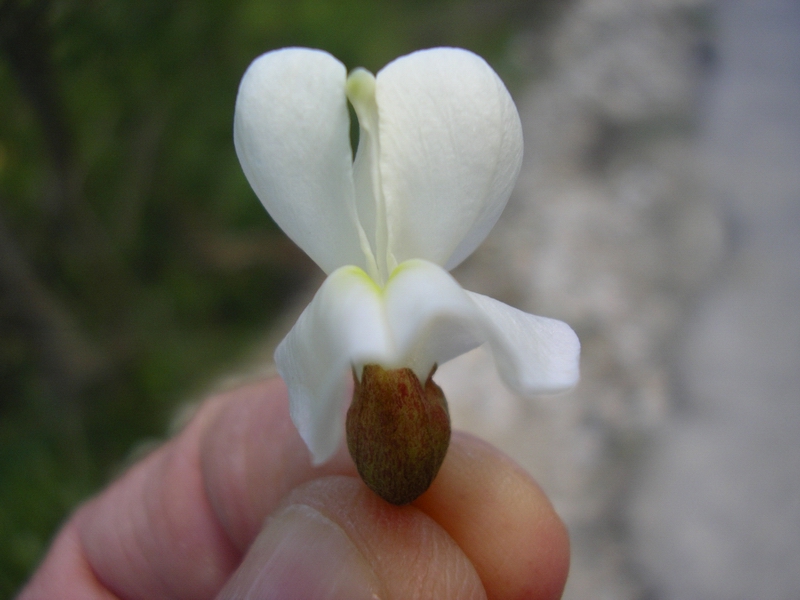 Robinia pseudoacacia / Robinia