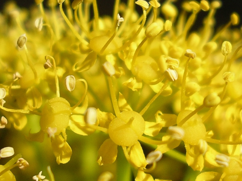 Ferula communis / Ferula comune