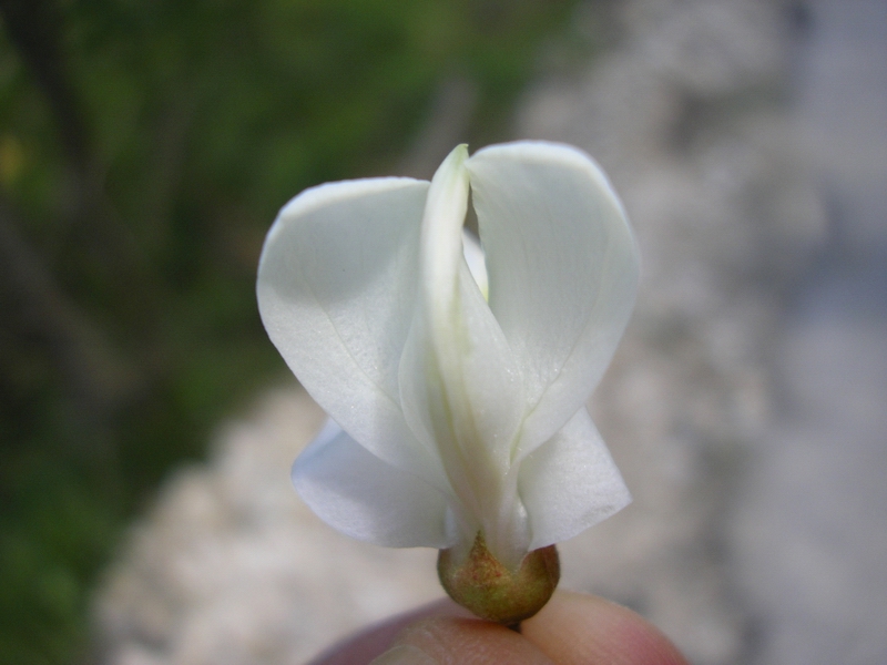 Robinia pseudoacacia / Robinia