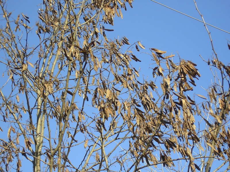 Robinia pseudoacacia / Robinia