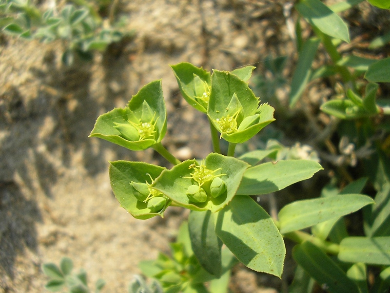 Euphorbia terracina
