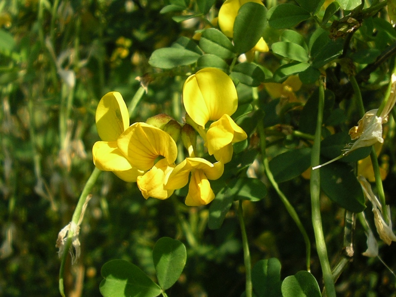 Coronilla emerus