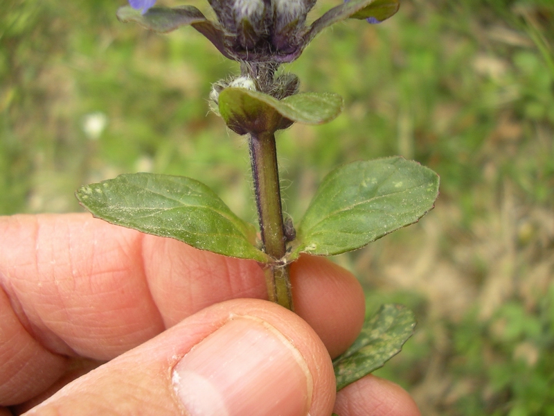Ajuga reptans / Iva comune, Erba di S.Lorenzo