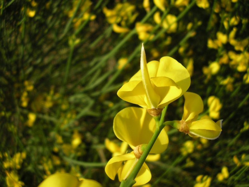 Spartium junceum / Ginestra comune