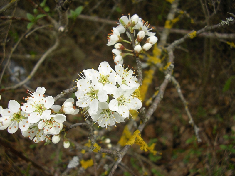 Prunus spinosa / Pruno selvatico