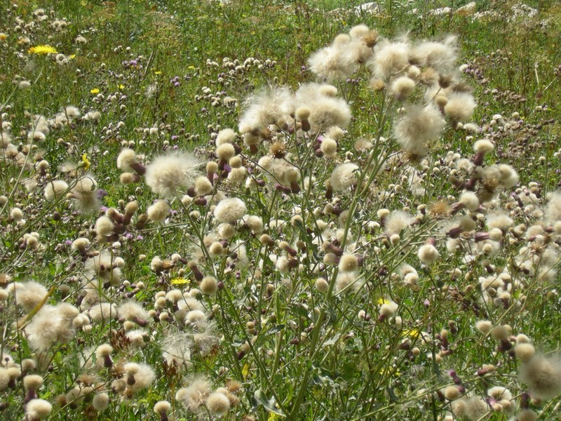 Cirsium arvense & Centaurea gialla