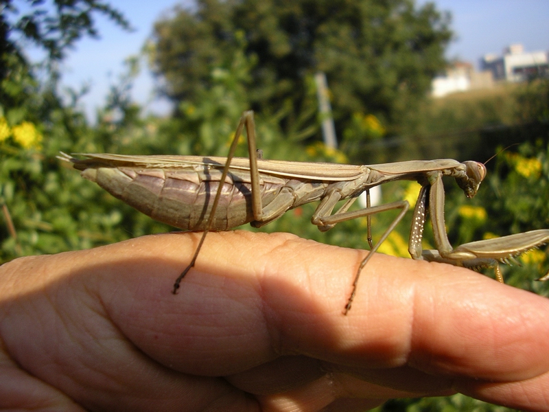 Mantis religiosa