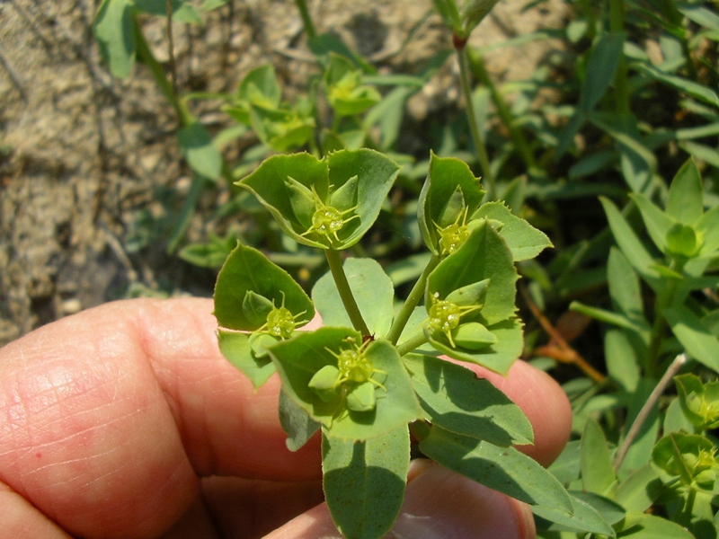 Euphorbia terracina
