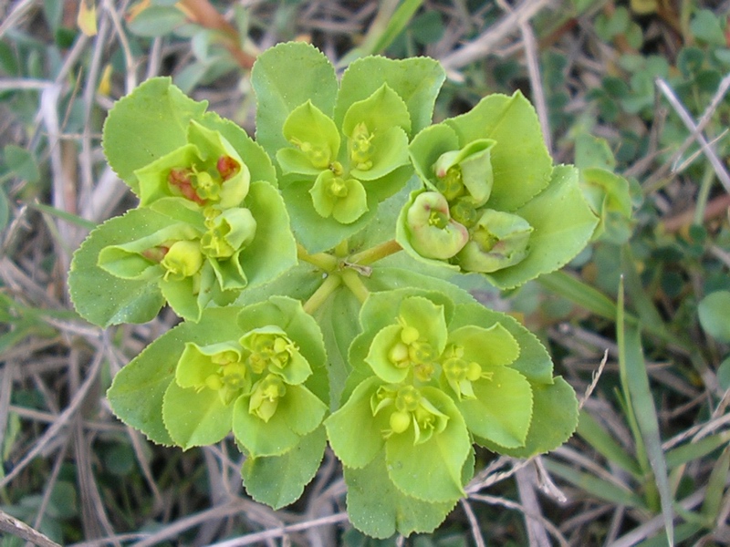 Euphorbia helioscopia / Euforbia calenzuola