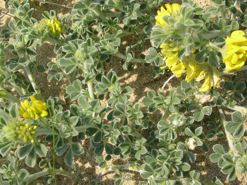 Medicago marina / Erba medica marina